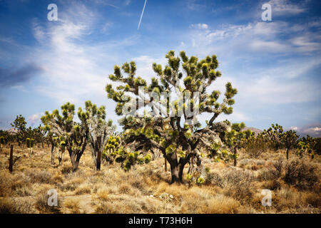 Ein stand von Joshua Bäume in Mojave National Park unter einem blauen wispy Sky in einem Sommer Landschaft Stockfoto