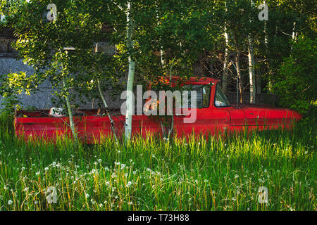 Eine alte rote Lkw teilweise im hohen Gras und Bäume im Sommer Landschaft versteckt Stockfoto