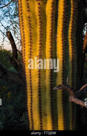 Saguaro Kaktus, Wildblumen und Sonnenuntergänge in Saguaro National Park. Stockfoto