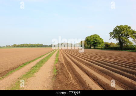 Schönen Bäumen und Kartoffel Feldern, die durch ein Feldweg im Frühling Stockfoto