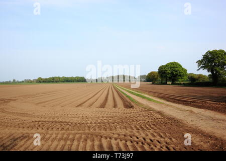 Landwirtschaftliche Landschaft mit einem Feldweg, Kartoffel, Felder und schöne Bäume im Frühling Stockfoto