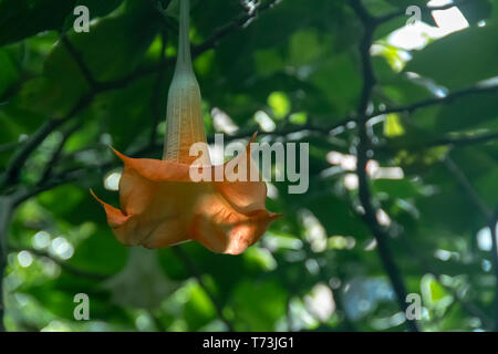 Große Blumen, die den Kopf hängen, Engel Trompete, Brugmansia versicolor closeup Stockfoto