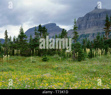 USA, Montana, Glacier National Park, Arnika, Berufskraut, beargrass und Subalpine Fir in der Wiese unterhalb der Logan Pass mit Sturmwolken über Gipfeln. Stockfoto