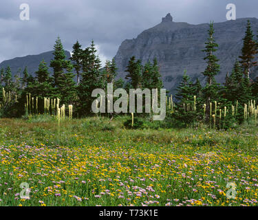 USA, Montana, Glacier National Park, Arnika, Berufskraut, beargrass und Subalpine Fir in der Wiese unterhalb der Logan Pass ith Sturmwolken über Gipfeln. Stockfoto