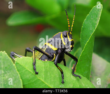 Pferd Taeniopoda Lubber Grasshopper (EE) von Concepcion de Buenos Aires, JAL, Mexiko Stockfoto