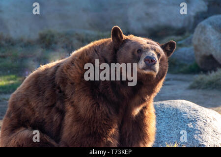 Nahaufnahme des schwarzen Bären, ursus americanus, Sitzen, in Richtung Kamera, Licht von hinten. Schwarzer Bär ist der einzige Bär lebt derzeit in Californi Stockfoto