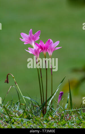 Rosa Blumen aus dem Garten Stockfoto