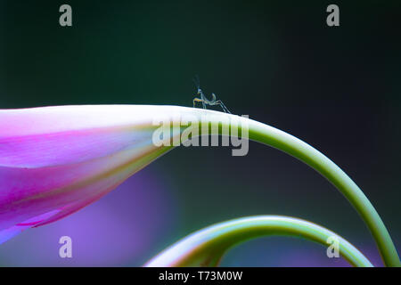 Winzige mantis auf einem schönen rosa Blume Stockfoto