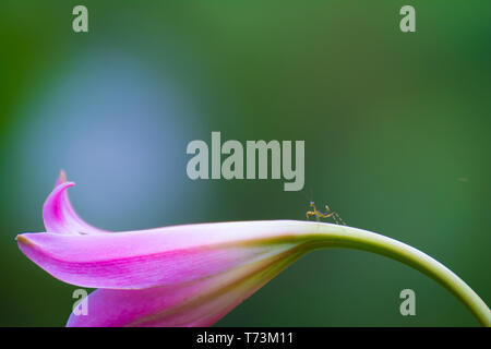 Winzige mantis auf einem schönen rosa Blume Stockfoto