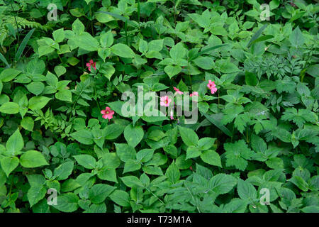 Rosa Blumen und Gras bed Stockfoto