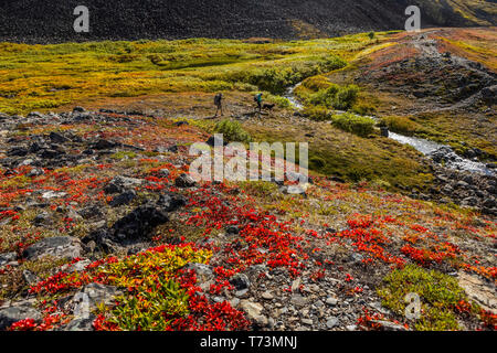 Der Mann und die Frau mit dem Rucksack in der Tundra mit einem Hund auf der Kesugi Ridge Trail, Denali State Park, South-central Alaska Stockfoto