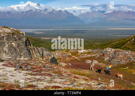 Frau und Mann sind mit ihren Hunden auf der Tundra entlang des Kesugi Ridge Trail, Denali State Park, an einem sonnigen Herbsttag mit Denali und dem... Stockfoto