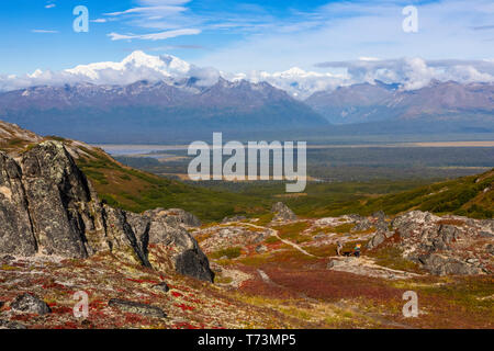 Frau und Mann sind mit Hunden auf der Tundra in Richtung Denali und der Alaska Range unterwegs, entlang des Kesugi Ridge Trail, Denali State Park, auf einem sonnigen ... Stockfoto
