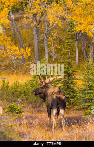 Stier Elch (Alces alces) im Herbst, Chugach State Park, South-central Alaska; Alaska, Vereinigte Staaten von Amerika Stockfoto
