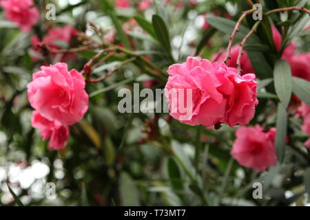 Nerium-Oleander. Rosea Plena. Stockfoto