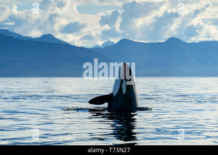 Ein Orca (Orcinus Orca), auch bekannt als Killerwal, spyhopping, um einen Blick über die Oberfläche der Umgebung zu erhalten, Chatham Strait, Inside Passage, ... Stockfoto