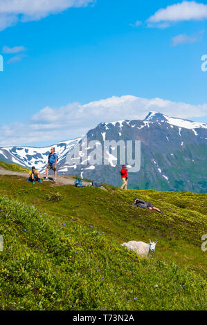 Touristen, die auf dem Harding Icefield Trail im Kenai Fjords National Park Ausschau halten, beobachten eine Gruppe von Bergziegen (Oreamnos americanus) auf einem ... Stockfoto