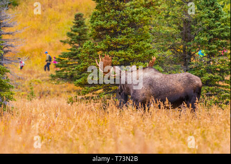 Der große Stier Elch (Alces alces), der mit dem Pinsel steht, beobachtet eine Gruppe von Wanderern, die am Powerline Pass im Chugach State Park in der Nähe... Stockfoto