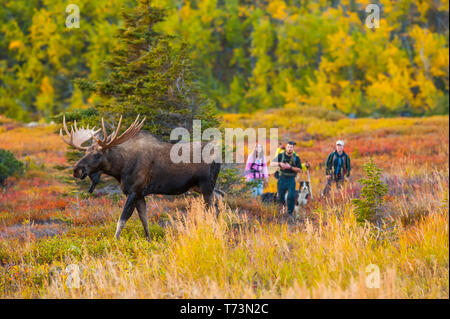 Eine Gruppe Wanderer beobachten und warten mit ihren Hunden darauf, dass ein großer Bullenelch vor ihnen am Powerline Pass in der Chugach St... Stockfoto