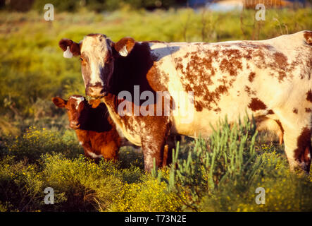 Tiere - shorthorn Rind/Kalb Paar auf einer grünen Weide/Childress, Texas, USA. Stockfoto