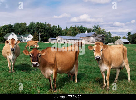 Tiere - neugierig Jersey Milchkühe auf einer grünen Weide mit Gehöft Gebäude im Hintergrund/Maine, USA. Stockfoto