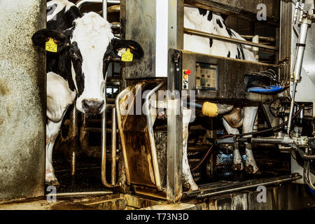 Holstein Kuh durch ein Melken warten Stall gemolken mit automatisierten Melktechnik auf einem robotic Dairy Farm, nördlich von Edmonton. Stockfoto