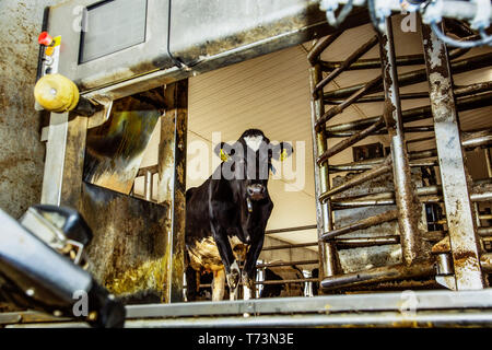 Holstein Kuh durch ein Melken warten Stall gemolken mit automatisierten Melktechnik auf einem robotic Dairy Farm, nördlich von Edmonton. Stockfoto