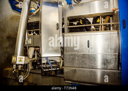 Holstein Kuh gemolken werden, während die Nutzung von automatisierten Melkanlagen mit Laser und einem Roboterarm auf einer Molkerei, nördlich von Edmonton Stockfoto