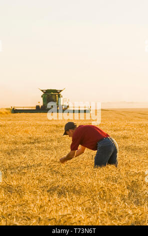 Ein Bauer untersucht die Ernte, während ein Harvester ernten Winterweizen kombinieren, in der Nähe von Niverville, Manitoba, Kanada