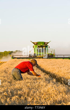 Ein Bauer untersucht die Ernte, während ein Harvester ernten Winterweizen kombinieren, in der Nähe von Niverville, Manitoba, Kanada Stockfoto