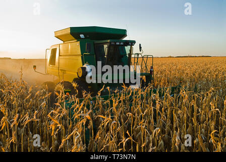 Ein Mähdrescher arbeitet im Bereich der Reifen-/Getreide Mais bei der Ernte, in der Nähe der Niverville, Manitoba, Kanada Stockfoto