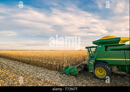 Ein Mähdrescher arbeitet im Bereich der Reifen-/Getreide Mais bei der Ernte, in der Nähe der Niverville, Manitoba, Kanada Stockfoto