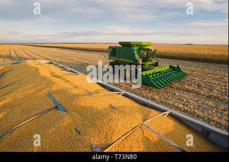 Geerntete Futtermittel/Getreide Mais in der Rückseite eines farm Stapler mit einem Mähdrescher im Hintergrund, während der Ernte, in der Nähe der Niverville, Manitoba, Kanada Stockfoto