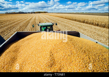 Feed/Getreide Mais in der Rückseite eines Korn Wagen während der Ernte, in der Nähe der Niverville, Manitoba, Kanada Stockfoto