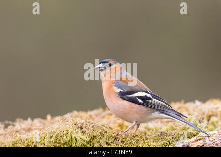 Männchen Buchfink in Wales im Frühling Stockfoto