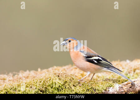 Männchen Buchfink in Wales im Frühling Stockfoto