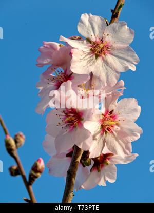 Mandelblüte (in der Algarve) im frühen Frühjahr Stockfoto