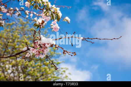 Schnee bedeckt die Kirschblüte im Frühling Stockfoto