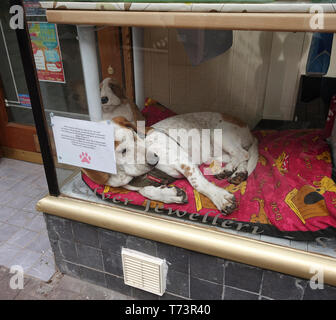 Hund schlafen im Schaufenster Stockfoto