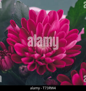 Magenta Chrysantheme Nahaufnahme. Platz crop. Stockfoto