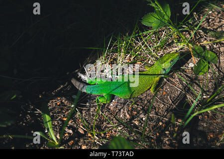 Grüne Eidechse im Gras sitzen im Garten Stockfoto