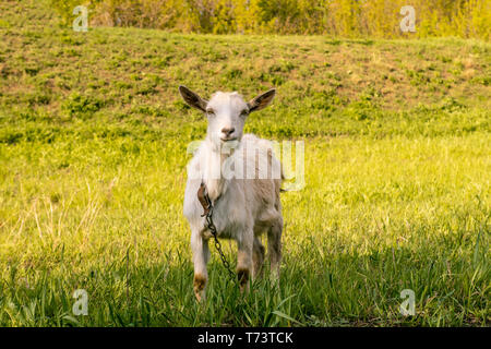 Ziege weiden auf einer grünen Wiese an einem sonnigen Tag Stockfoto