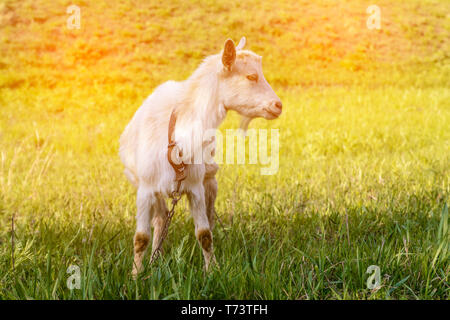 Ziege weiden auf einer grünen Wiese an einem sonnigen Tag Stockfoto