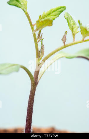 Solanum Lycopersicum. Tomate sämling vor einem weißen Hintergrund Stockfoto