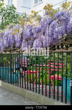 Wisteria für Geländer im Frühjahr. Launceston Place, South Kensington, London. England Stockfoto