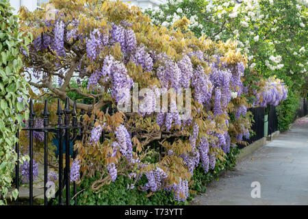 Wisteria für Geländer im Frühjahr. Launceston Place, South Kensington, London. England Stockfoto