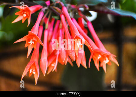 Nahaufnahme der hellen Orange Coral Geißblatt fuchsia Blüten Stockfoto