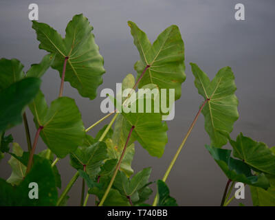 Eine Taro (Colocasia esculenta) durch Universität See an der LSU, Baton Rouge, Louisiana, USA. Stockfoto