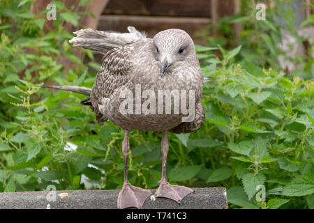 Pygmy Cormorant (Phalacrocorax pygmaeus) auf Zweig auf grünem Hintergrund isoliert, Hahula Israel - Bild Stockfoto