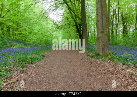 Schöne Bluebell Woods in Wiltshire, England Stockfoto